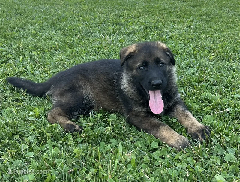 Fern – German Shepherd Dog puppy for sale in Blue River, WI