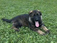 Fern, a female German Shepherd Dog for sale in Blue River, WI – 1 of 10