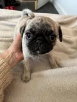Buttons girl, a female Pug for sale in Salida, CO – 8 of 10