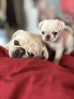 Yeti girl, a female Pug for sale in Salida, CO – 2 of 10