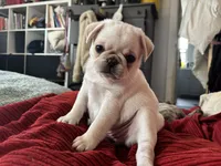Yeti girl, a female Pug for sale in Salida, CO – 8 of 10