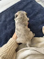 Buttons girl, a female Pug for sale in Salida, CO – 10 of 10