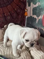 Yeti girl, a female Pug for sale in Salida, CO – 4 of 10