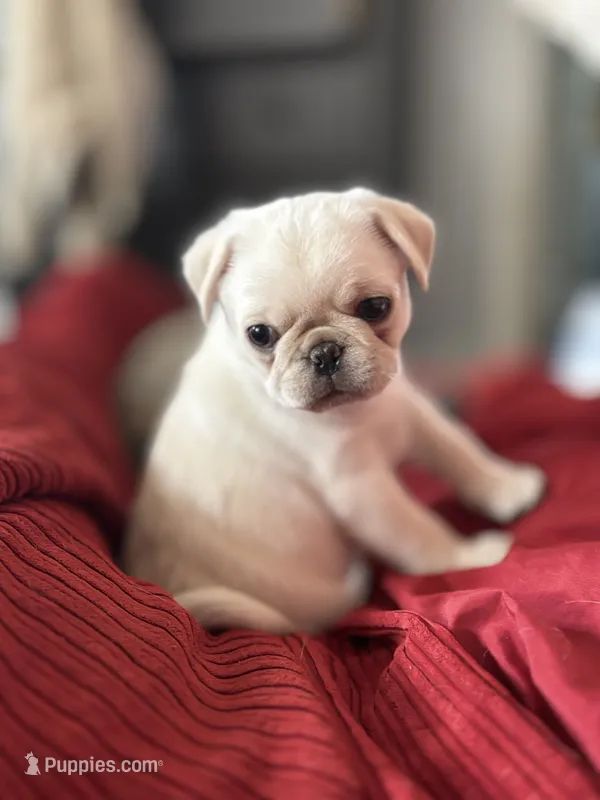 Yeti girl – Pug puppy for sale in Salida, CO