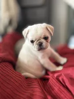 Yeti girl, a female Pug for sale in Salida, CO – 1 of 10