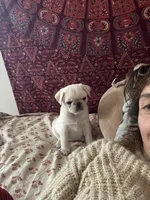 Yeti girl, a female Pug for sale in Salida, CO – 5 of 10