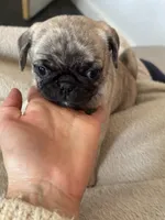 Buttons girl, a female Pug for sale in Salida, CO – 3 of 10