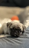 Buttons girl, a female Pug for sale in Salida, CO – 2 of 10
