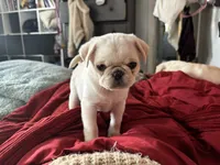 Yeti girl, a female Pug for sale in Salida, CO – 6 of 10