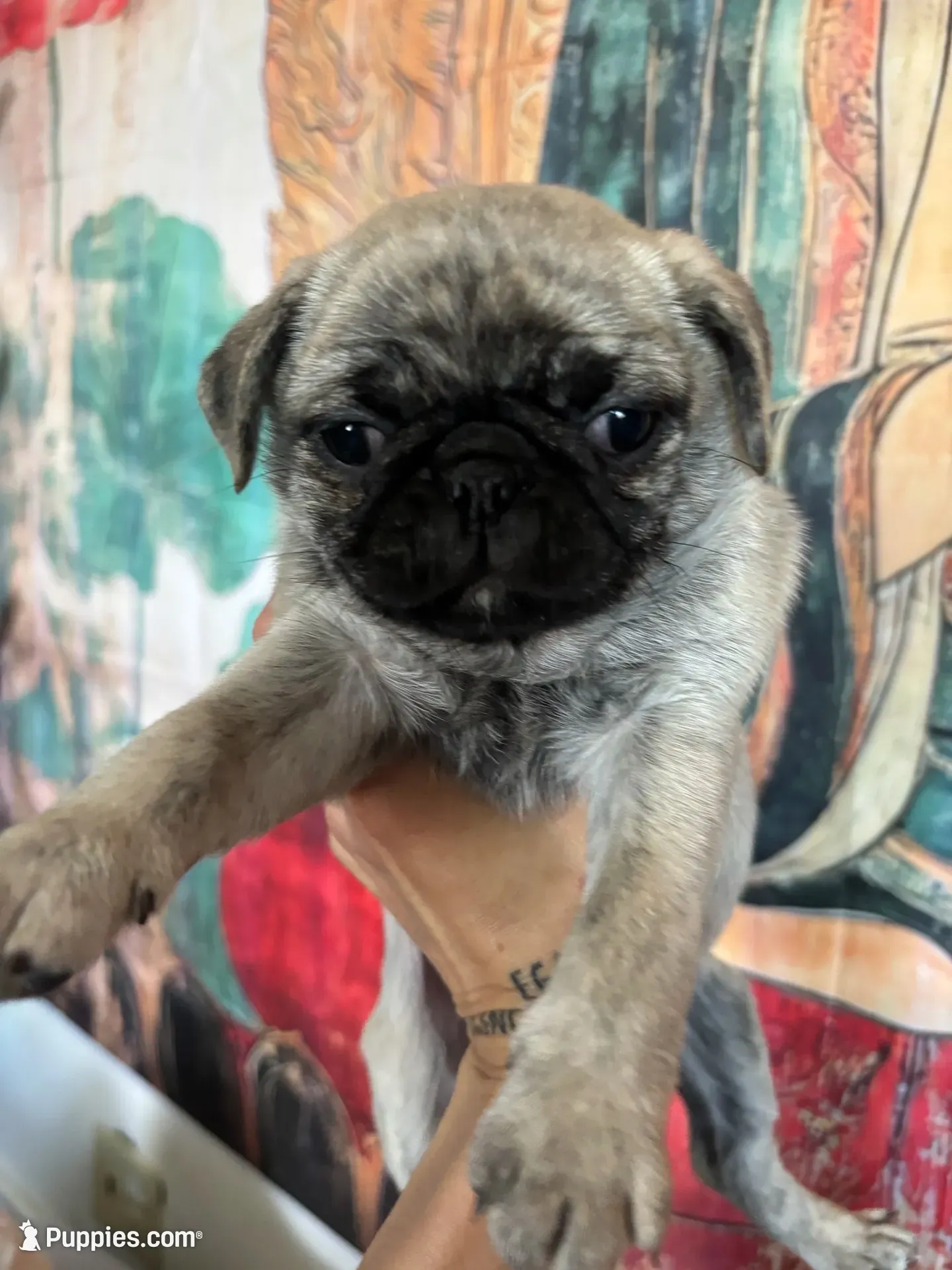 Buttons girl, a female Pug for sale in Salida, CO – 6 of 10