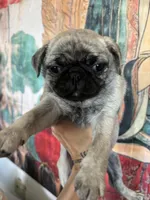 Buttons girl, a female Pug for sale in Salida, CO – 7 of 10