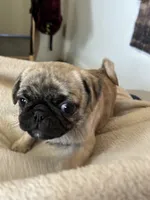 Buttons girl, a female Pug for sale in Salida, CO – 4 of 10