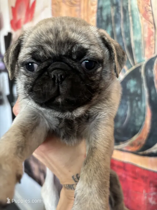 Buttons girl – Pug puppy for sale in Salida, CO