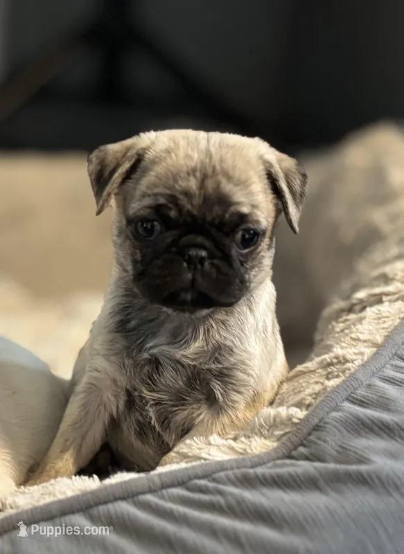 Buttons girl – Pug puppy for sale in Salida, CO
