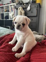 Yeti girl, a female Pug for sale in Salida, CO – 7 of 10