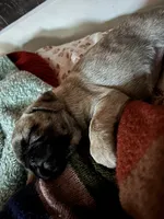 Buttons girl, a female Pug for sale in Salida, CO – 5 of 10