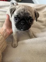 Buttons girl, a female Pug for sale in Salida, CO – 9 of 10