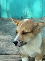 Tex, a male Pembroke Welsh Corgi for sale in Clovis, NM – 7 of 8