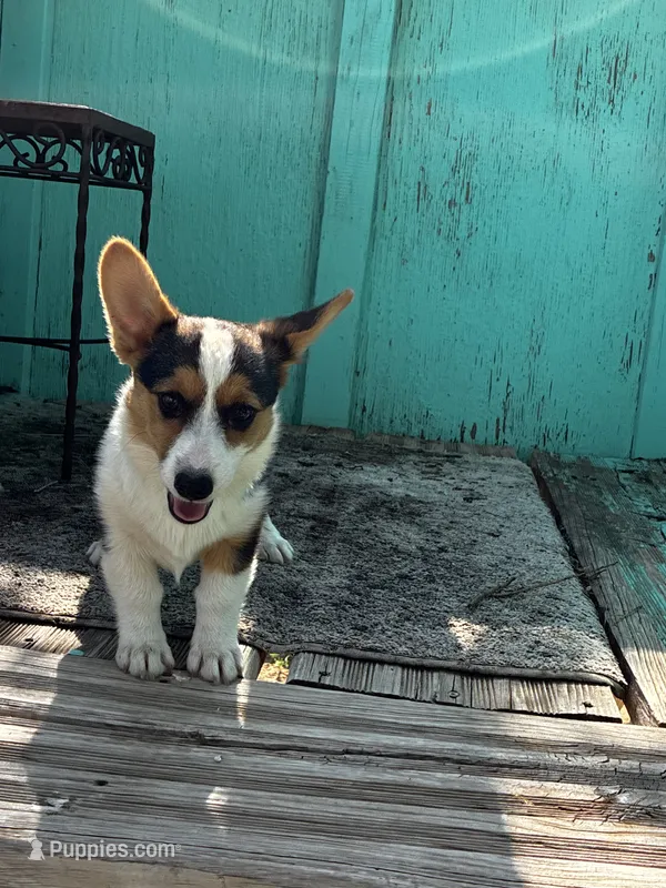 Raven – Pembroke Welsh Corgi puppy for sale in Clovis, NM
