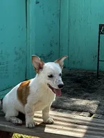 Rowdy, a male Pembroke Welsh Corgi for sale in Clovis, NM – 2 of 2