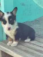 Lizzy, a female Pembroke Welsh Corgi for sale in Clovis, NM – 2 of 3