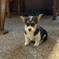 Lexi, a female Pembroke Welsh Corgi for sale in Clovis, NM – Photo 2 of 2