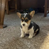 Lexi, a female Pembroke Welsh Corgi for sale in Clovis, NM – Photo 1 of 2