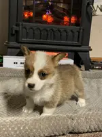 Sage, a female Pembroke Welsh Corgi for sale in Clovis, NM – Photo 5 of 5