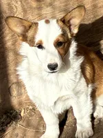 Sage, a female Pembroke Welsh Corgi for sale in Clovis, NM – Photo 1 of 5