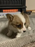 Sage, a female Pembroke Welsh Corgi for sale in Clovis, NM – Photo 4 of 5