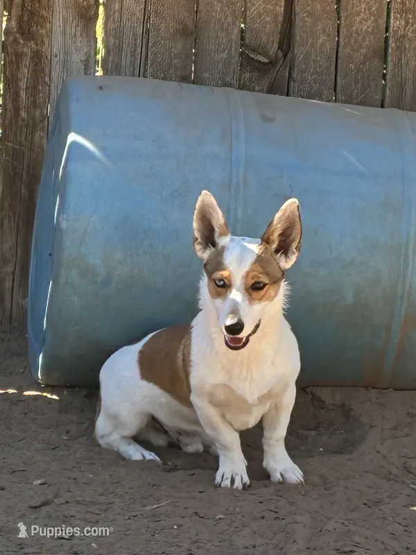 Renegade, a male Pembroke Welsh Corgi for sale in Clovis, NM – 1 of 7