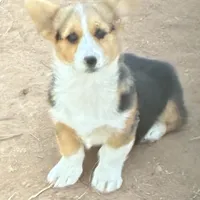 Lady, a female Pembroke Welsh Corgi for sale in Clovis, NM – Photo 2 of 2