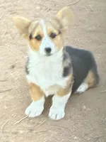 Lady, a female Pembroke Welsh Corgi for sale in Clovis, NM – Photo 2 of 2