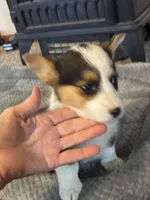 Lady, a female Pembroke Welsh Corgi for sale in Clovis, NM – Photo 2 of 2