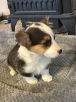 Lady, a female Pembroke Welsh Corgi for sale in Clovis, NM – Photo 1 of 2