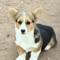Lady, a female Pembroke Welsh Corgi for sale in Clovis, NM – Photo 1 of 2