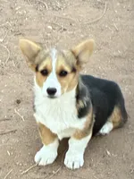 Lady, a female Pembroke Welsh Corgi for sale in Clovis, NM – Photo 1 of 2