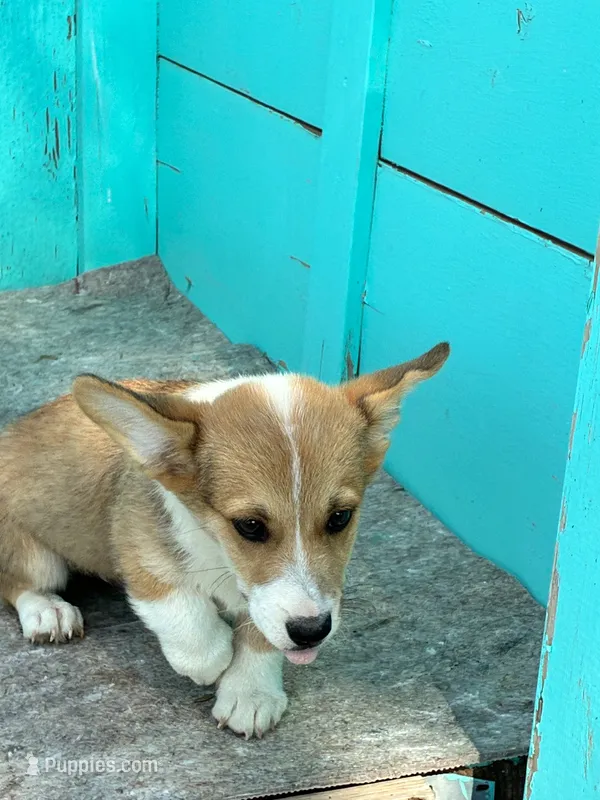 Tex – Pembroke Welsh Corgi puppy for sale in Clovis, NM