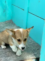Tex, a male Pembroke Welsh Corgi for sale in Clovis, NM – 1 of 8