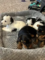 Lacey, a female Yorkshire Terrier for sale in Clovis, NM – Photo 1 of 2