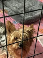Lacey, a female Yorkshire Terrier for sale in Clovis, NM – Photo 2 of 2