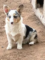 Molly, a female Pembroke Welsh Corgi for sale in Clovis, NM – 2 of 7