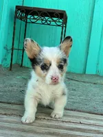 Molly, a female Pembroke Welsh Corgi for sale in Clovis, NM – 2 of 4