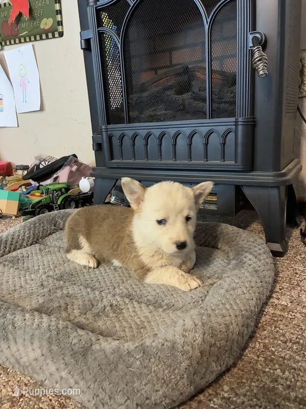 Wolf – Pembroke Welsh Corgi puppy for sale in Clovis, NM