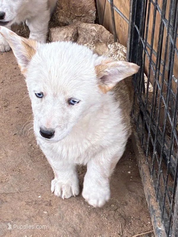 Wolf – Pembroke Welsh Corgi puppy for sale in Clovis, NM