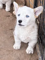 Wolf, a male Pembroke Welsh Corgi for sale in Clovis, NM – 2 of 3