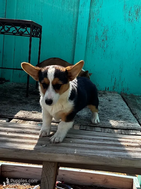 Jaxon – Pembroke Welsh Corgi puppy for sale in Clovis, NM