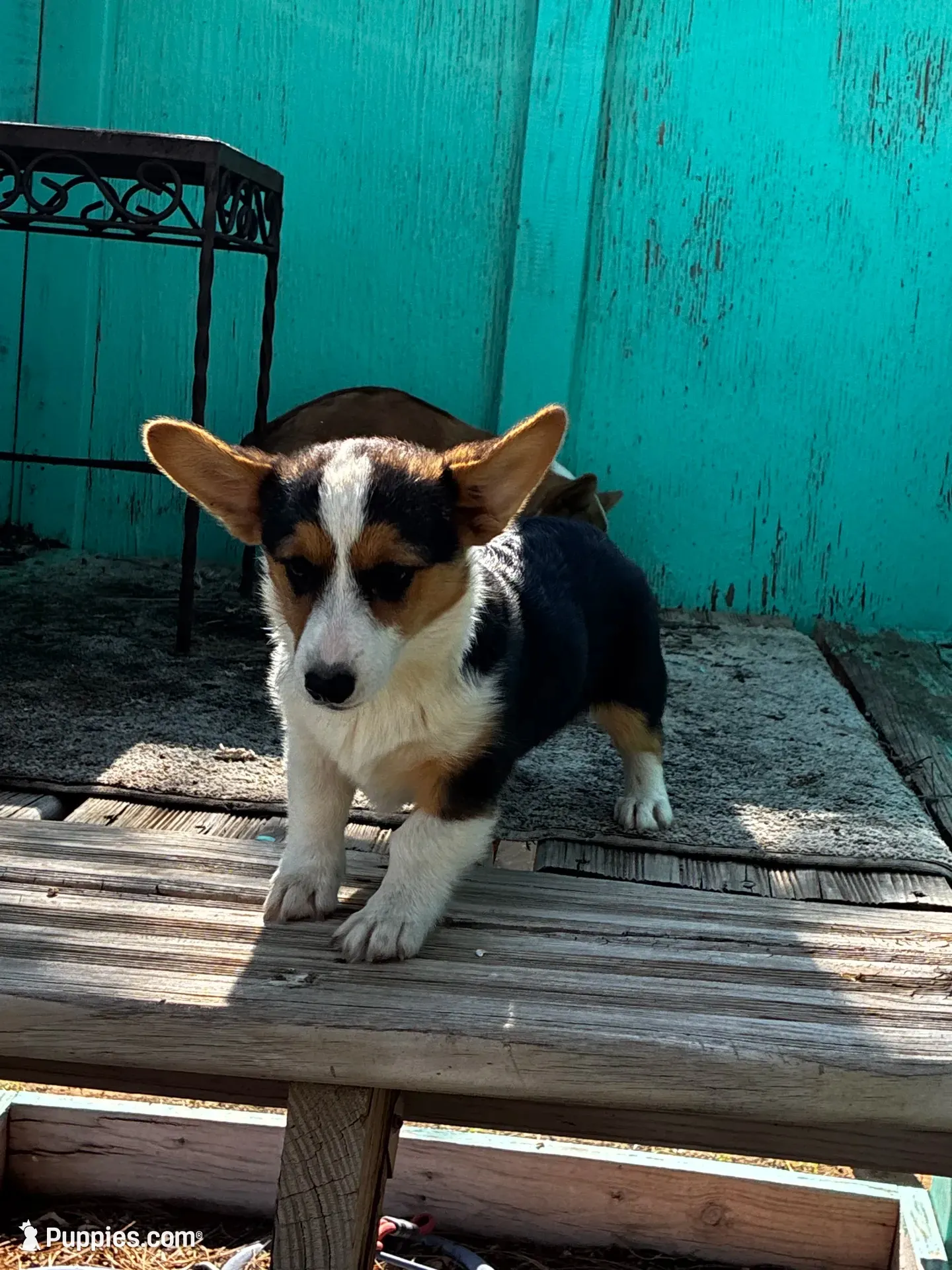 Jaxon, a male Pembroke Welsh Corgi for sale in Clovis, NM – 1 of 3