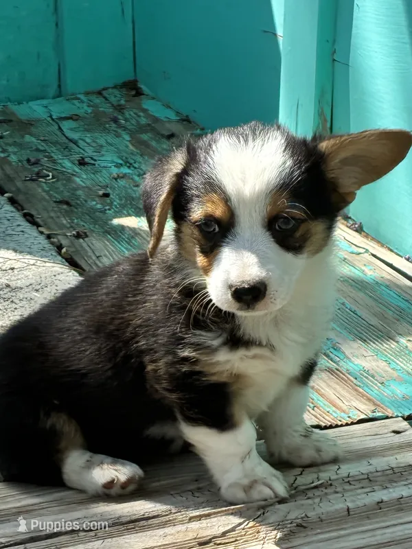 Layne – Pembroke Welsh Corgi puppy for sale in Clovis, NM