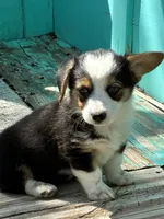 Layne, a female Pembroke Welsh Corgi for sale in Clovis, NM – 1 of 3